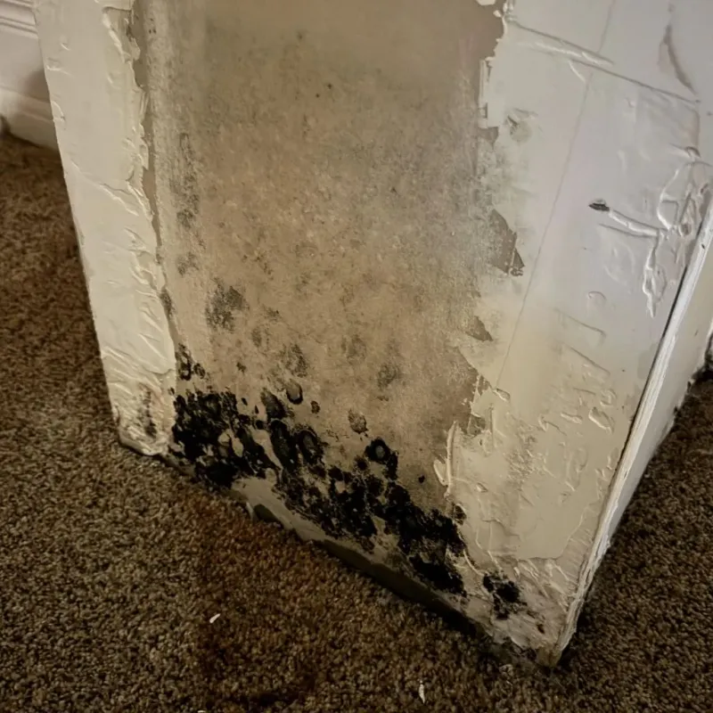 Professional Mold Removal in Saint Johns, MI